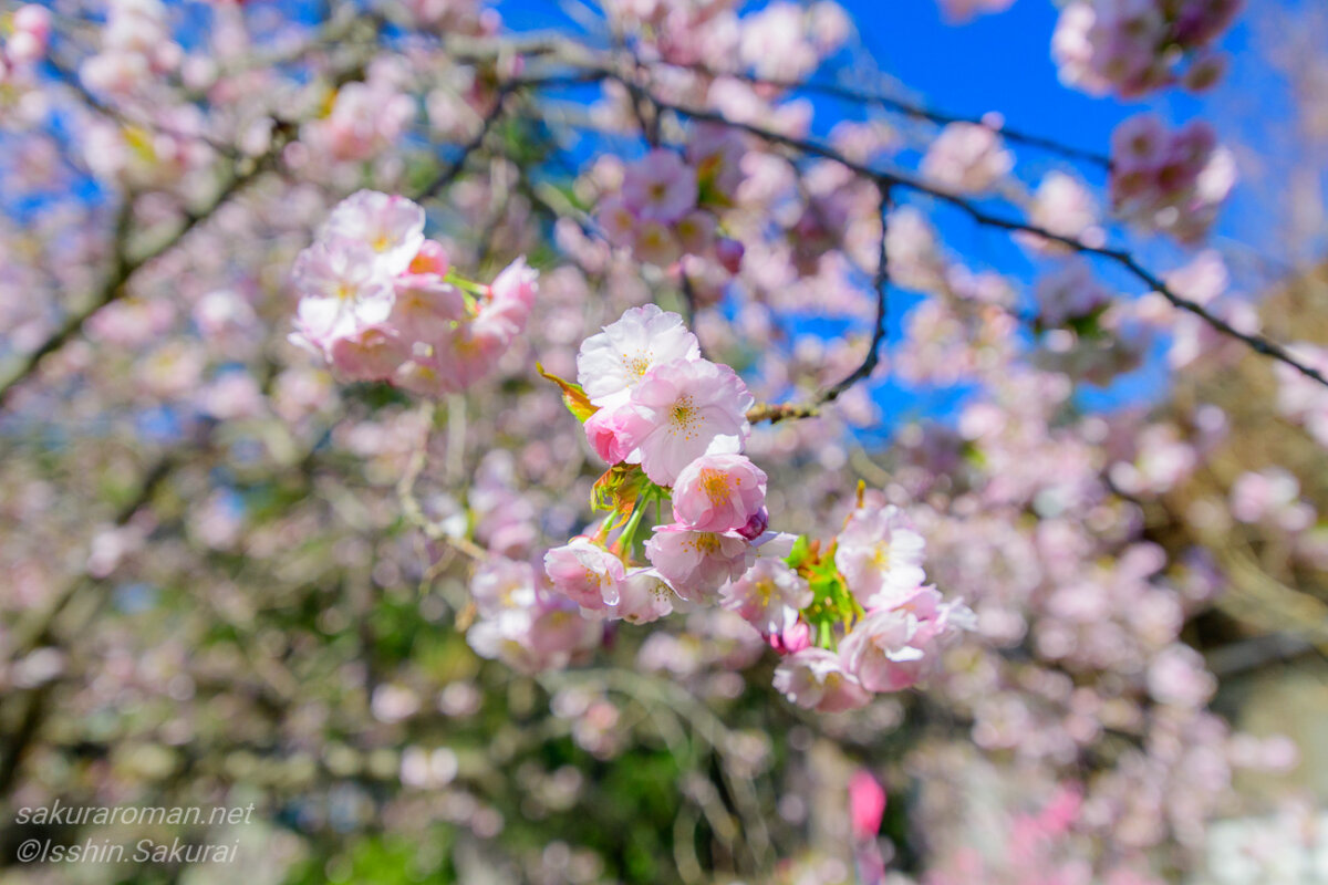 北海道松前町・光善寺の血脈桜に咲く淡い桃色の花