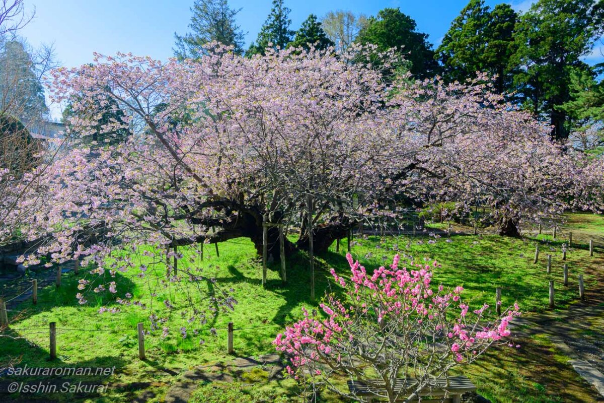 光善寺の境内に広がる血脈桜。手前には濃いピンクの花が咲く