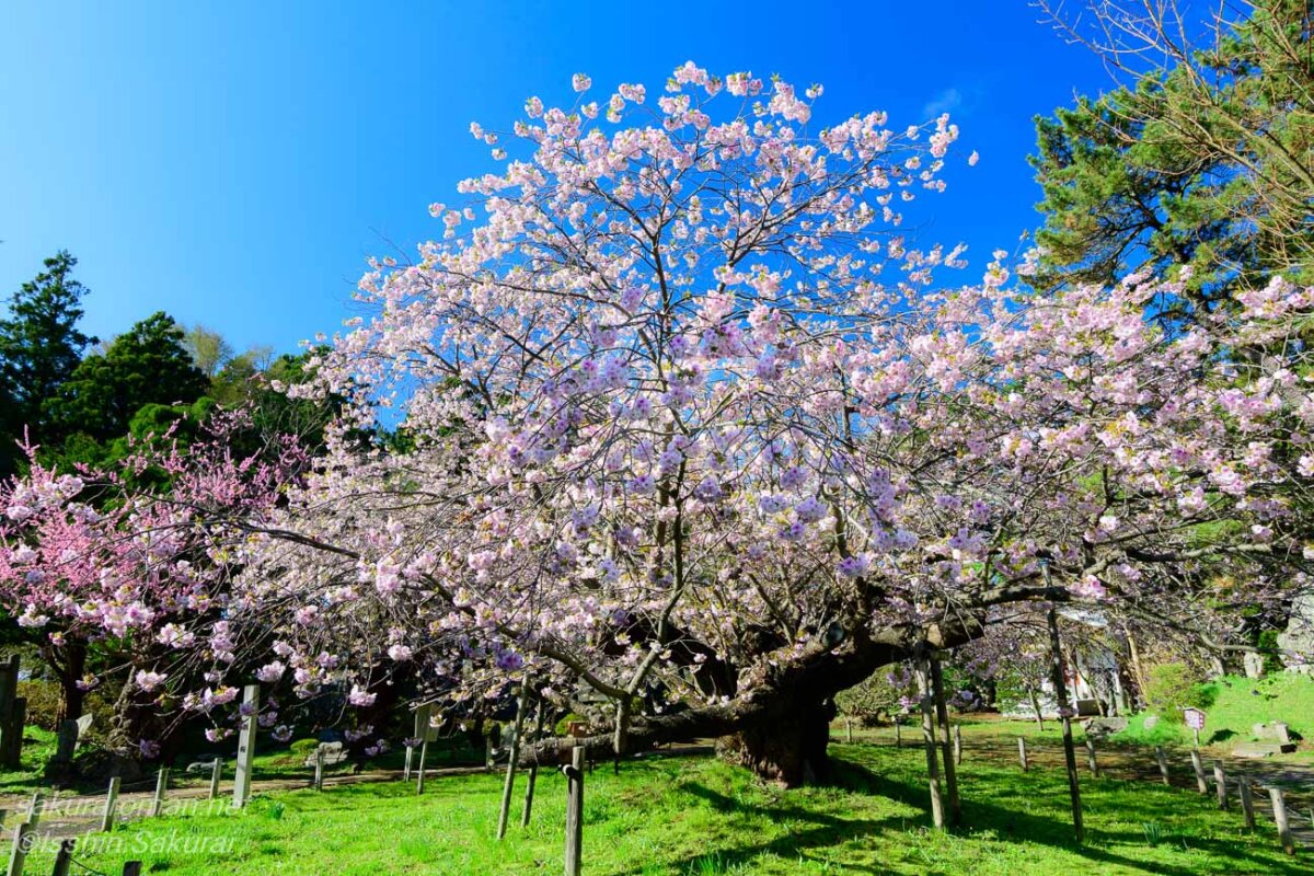北海道松前町の光善寺に咲く血脈桜。青空の下で枝を広げる古木