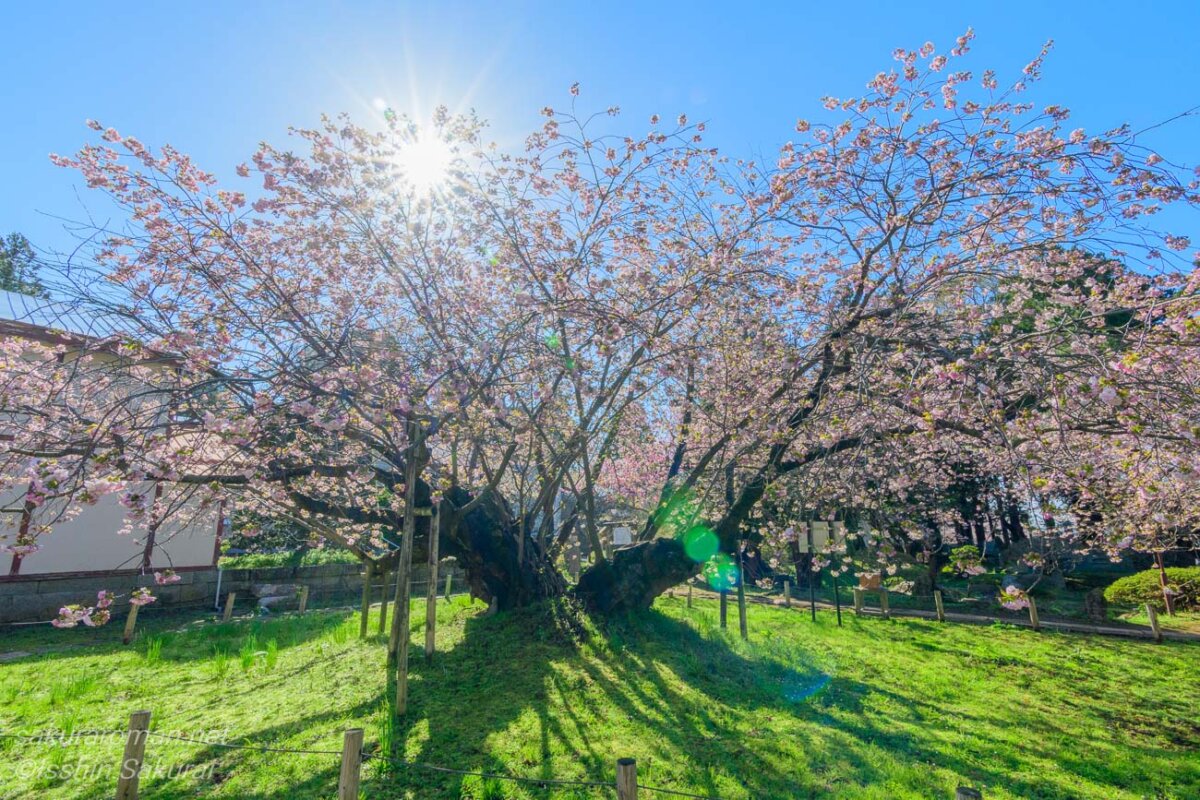 北海道松前町・光善寺の血脈桜。朝の光を受けて枝を広げる古木