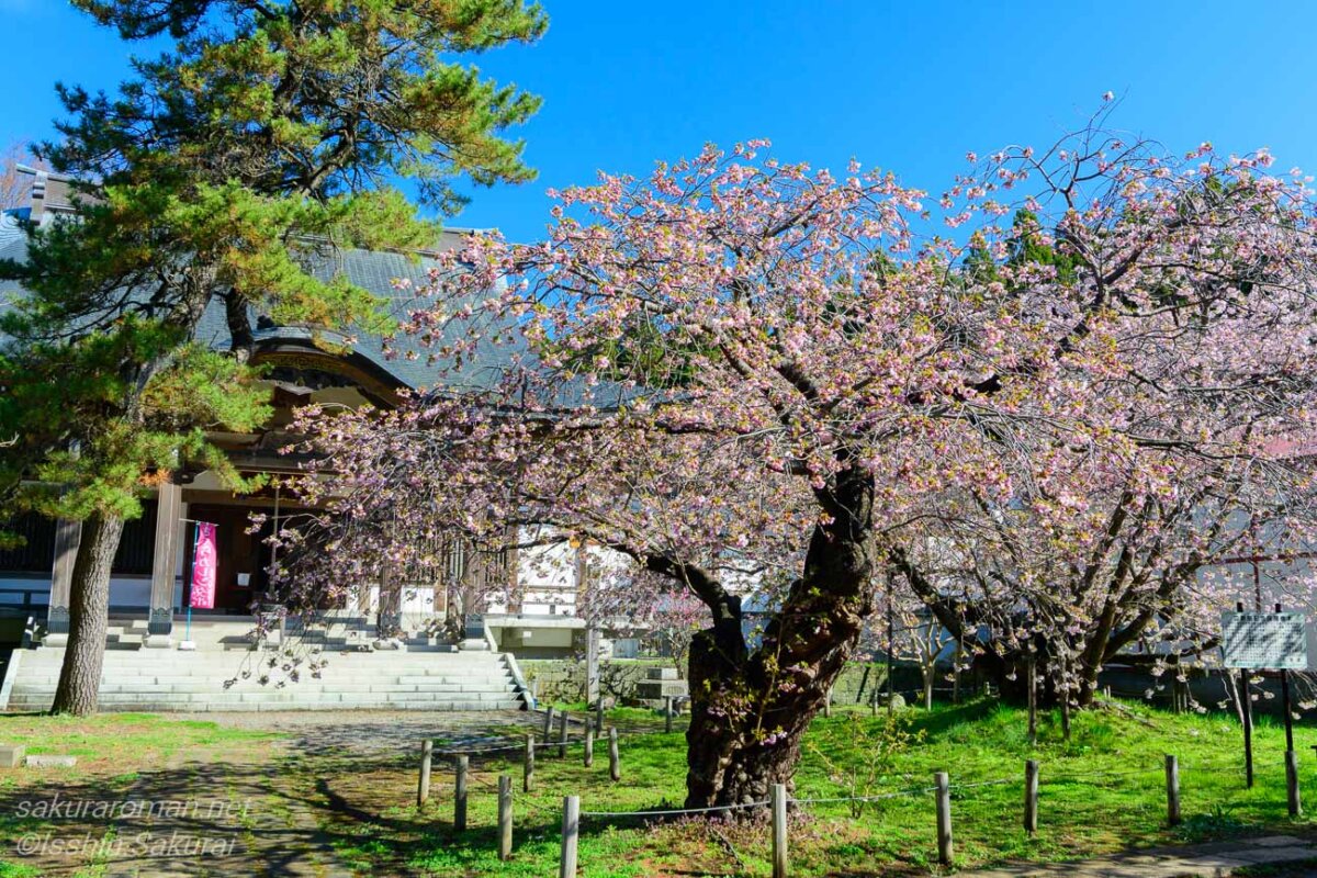 光善寺の本堂前で枝を広げる血脈桜。北海道松前町の名木