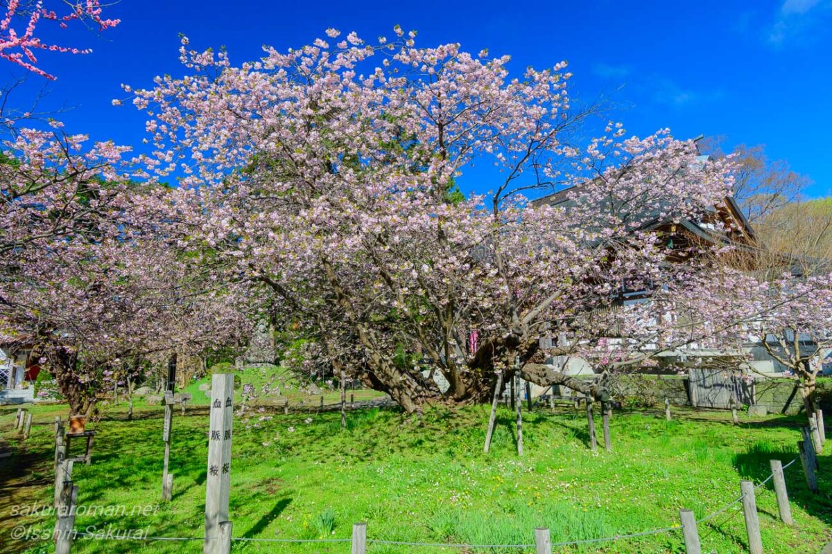 北海道松前町・光善寺の血脈桜。標柱とともに写る古木