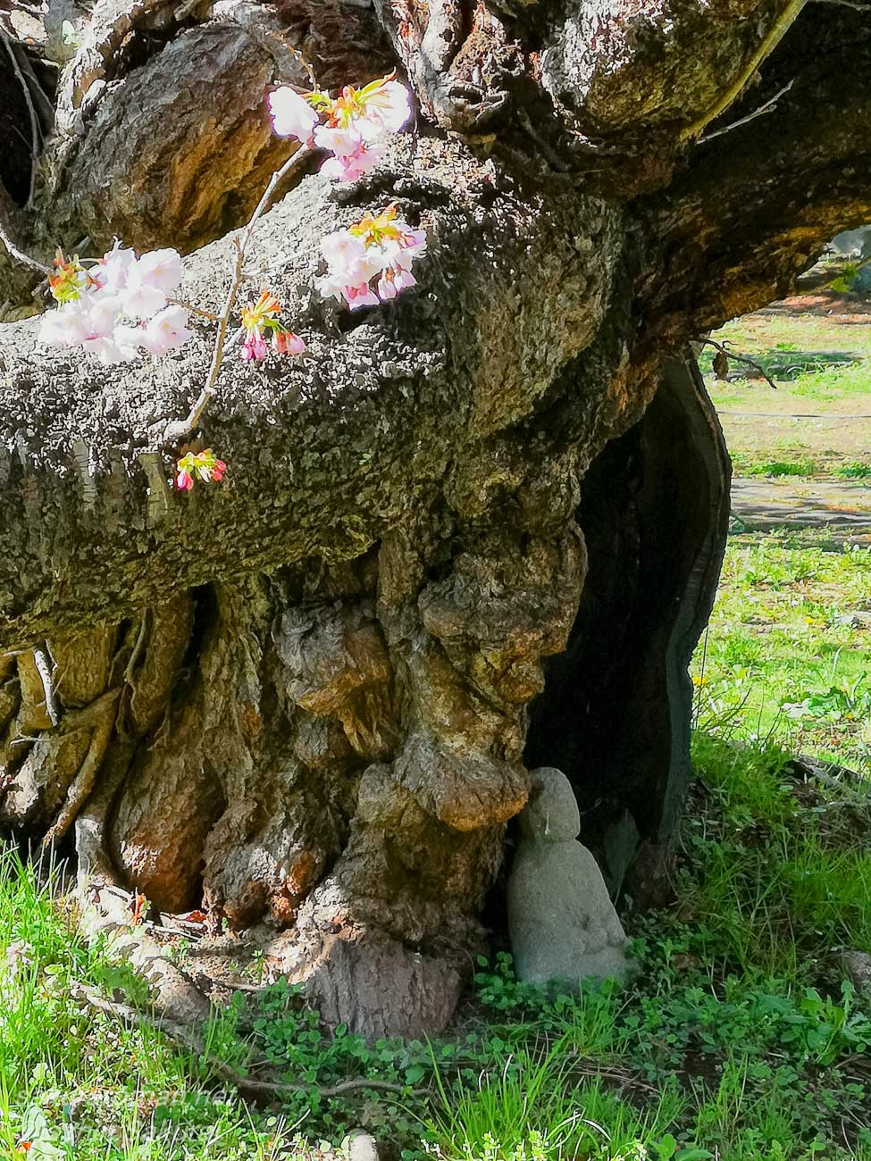 北海道松前町・光善寺の血脈桜。古い幹の根元に石仏が佇む
