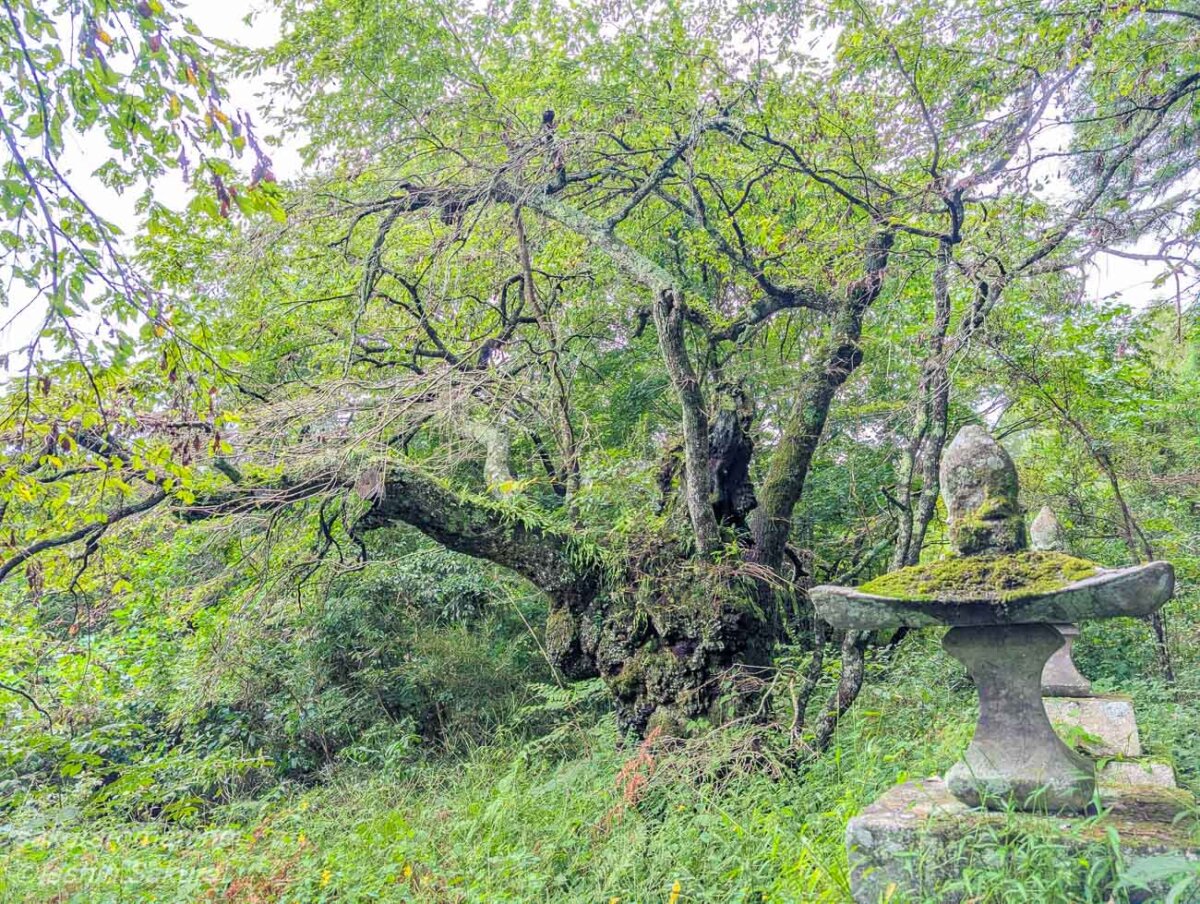 石灯籠のそばに立つ小倉のしだれ桜の全景