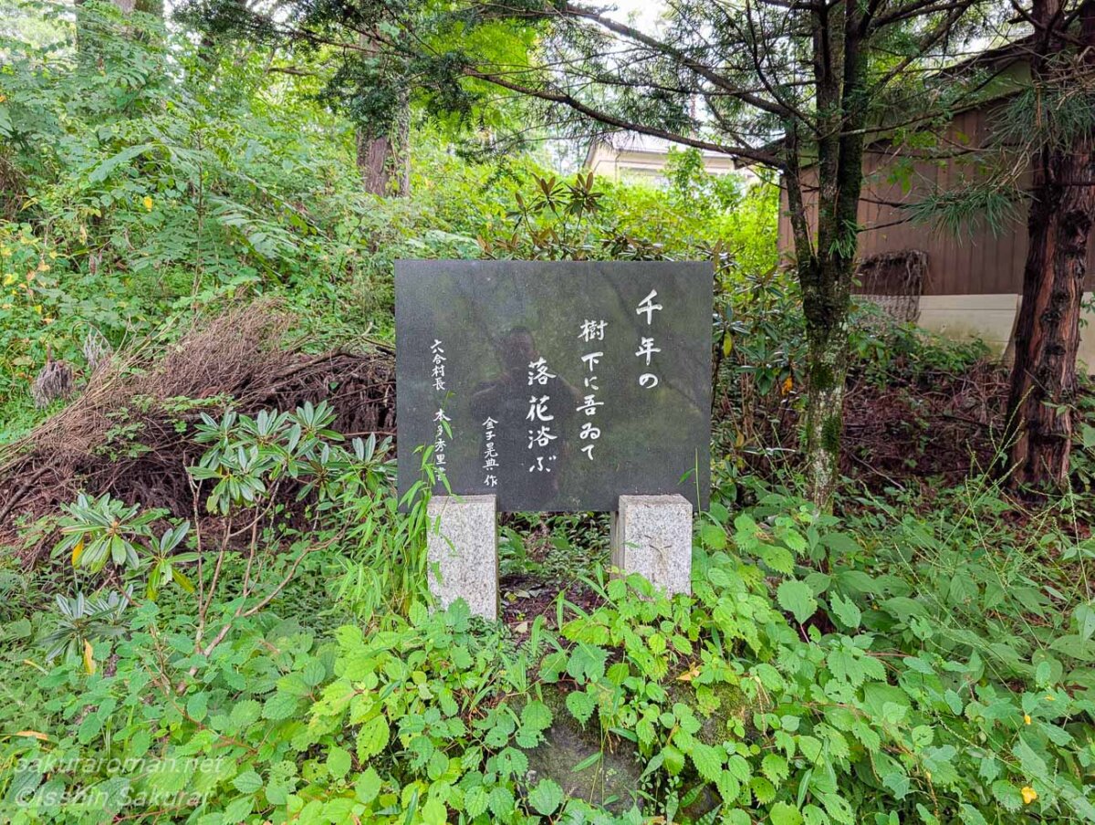 小倉のしだれ桜のそばに立つ俳人・金子晃典の句碑