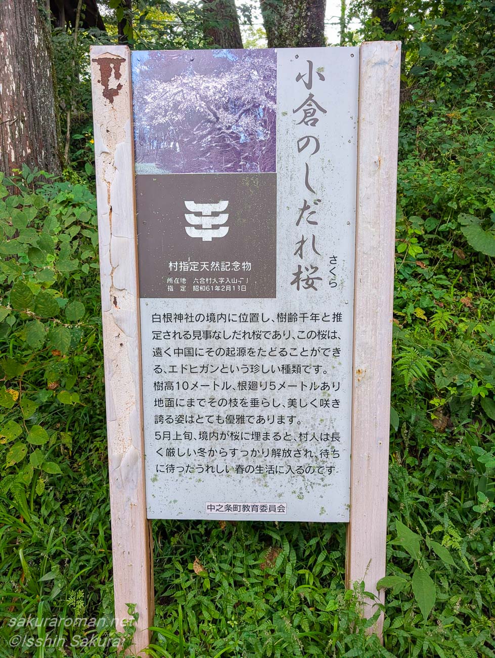 小倉のしだれ桜の由来や樹齢を紹介する現地案内板