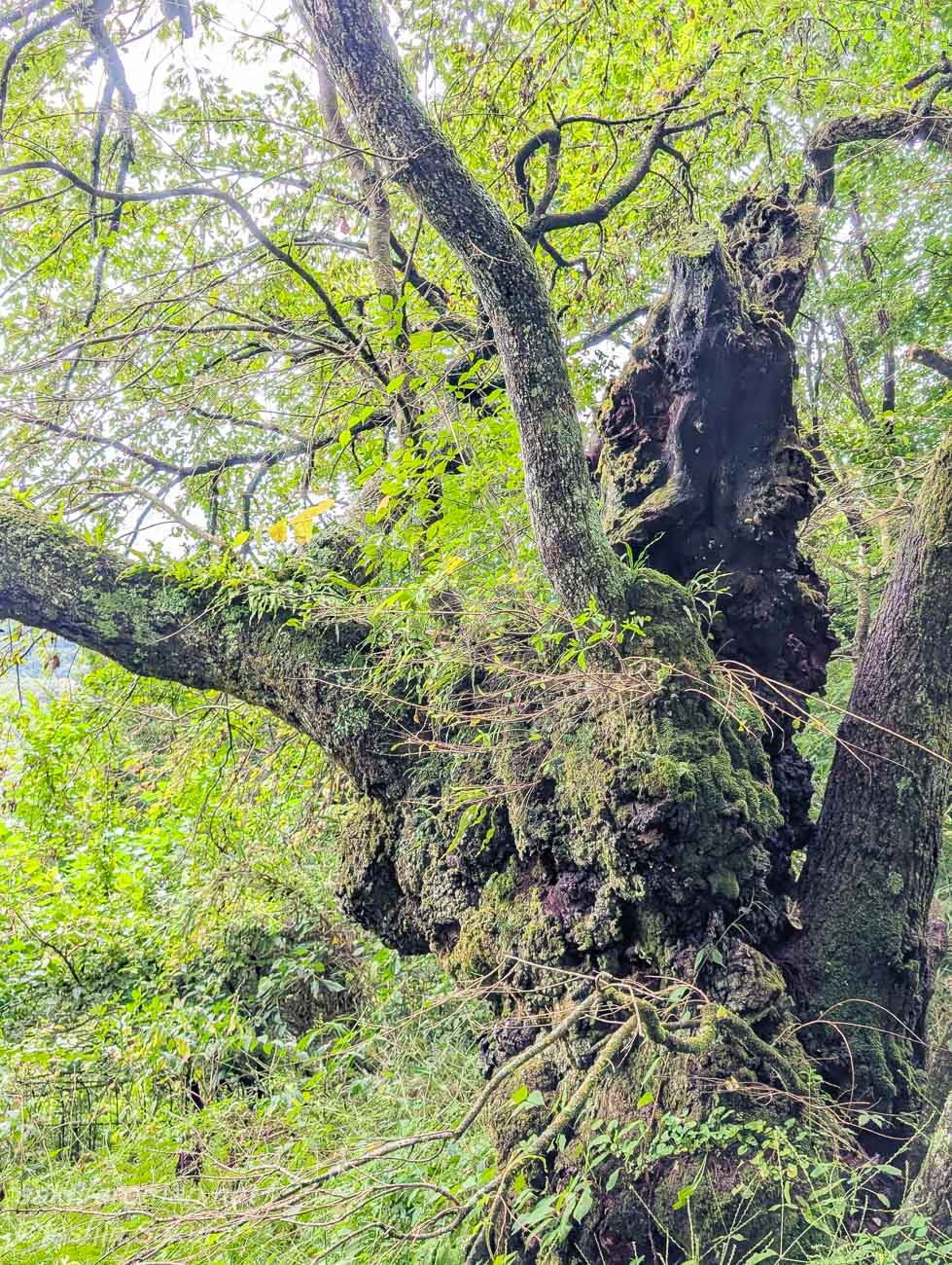 空洞や苔が見られる小倉のしだれ桜の太い幹