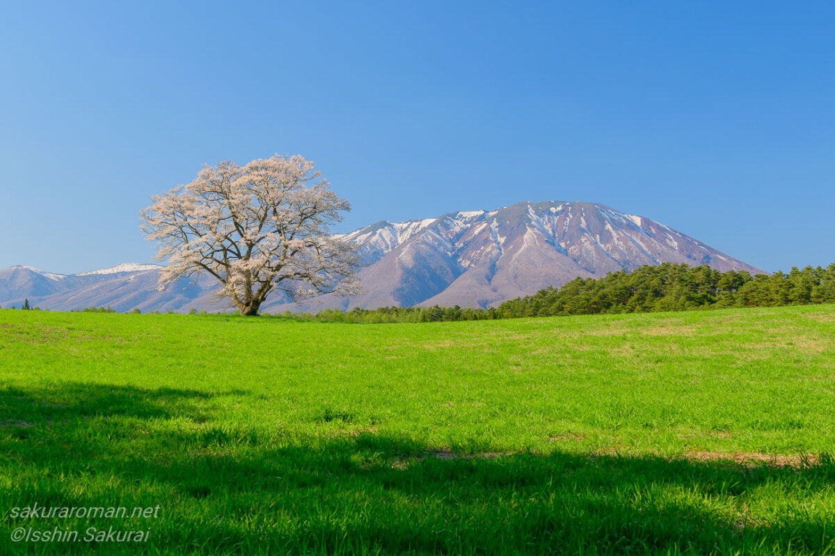 春の牧草地に立つ小岩井農場の一本桜と残雪の岩手山