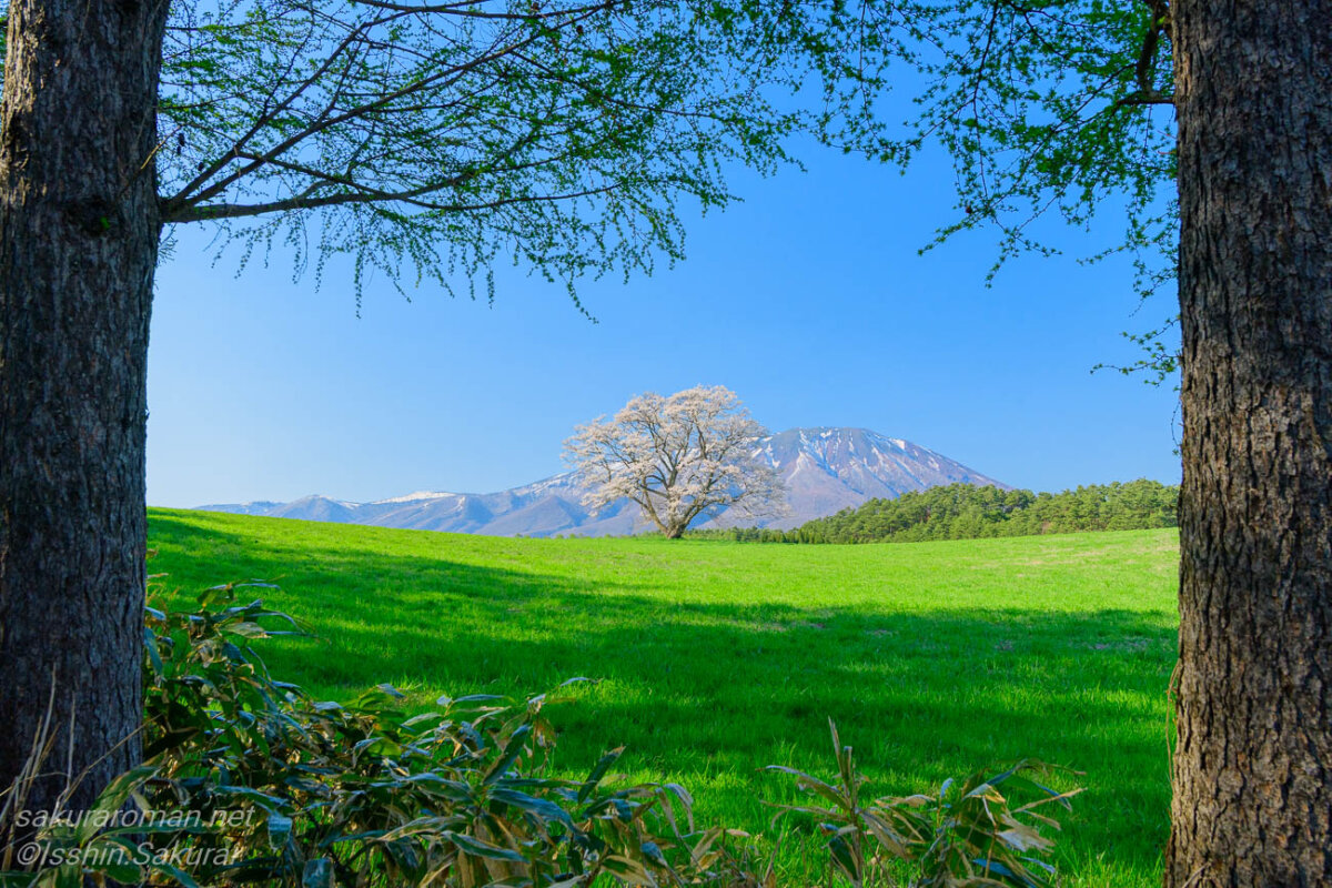 木々の額縁越しに望む小岩井農場の一本桜と岩手山