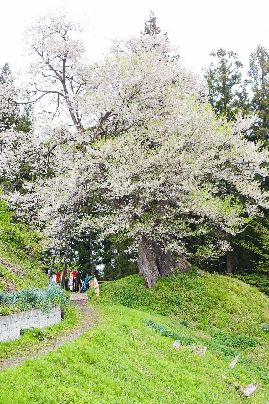新緑の斜面に立ち白い花を咲かせる2012年の子守堂の桜