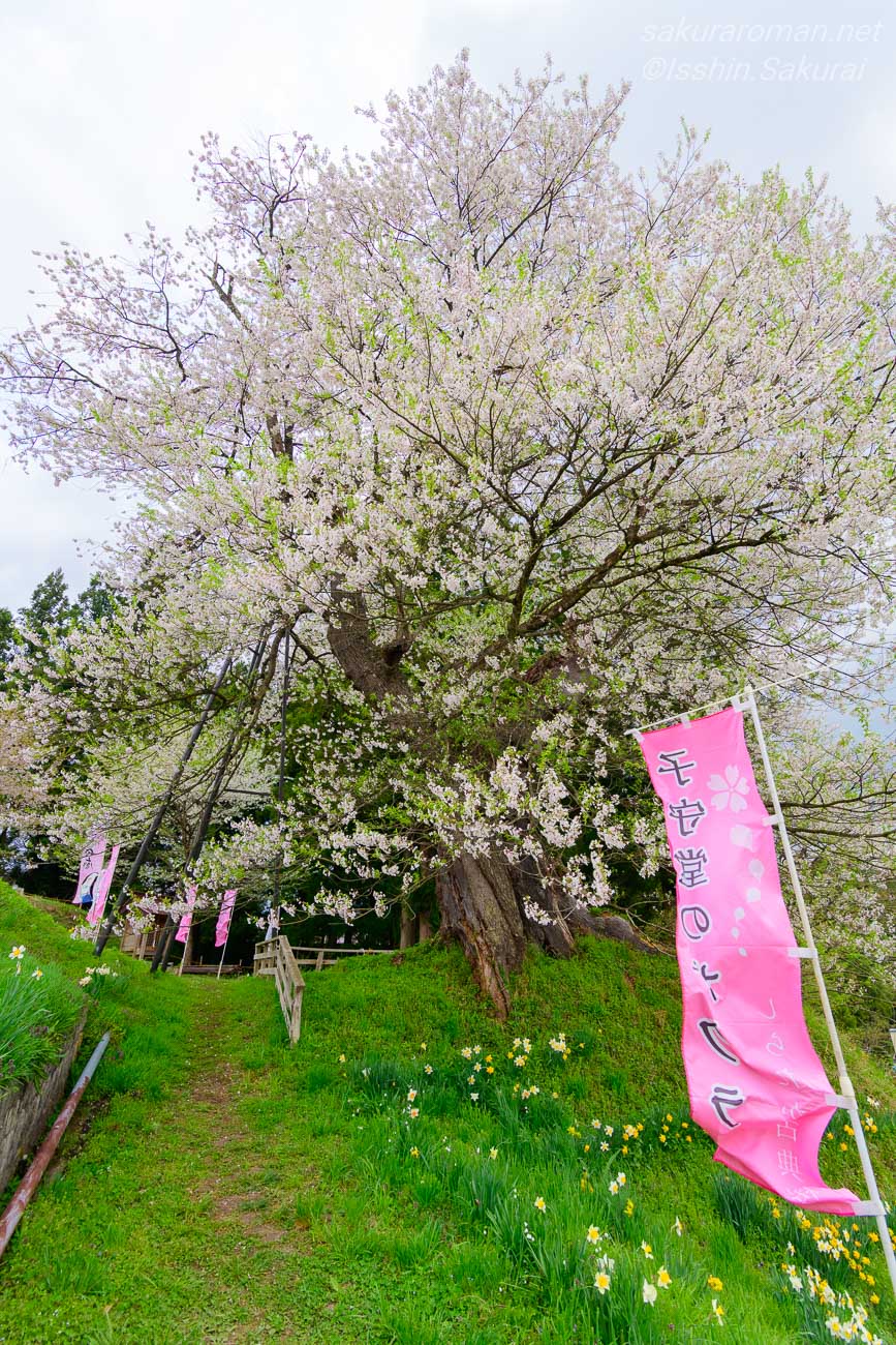 桜名ののぼりとスイセンに囲まれて咲く子守堂の桜