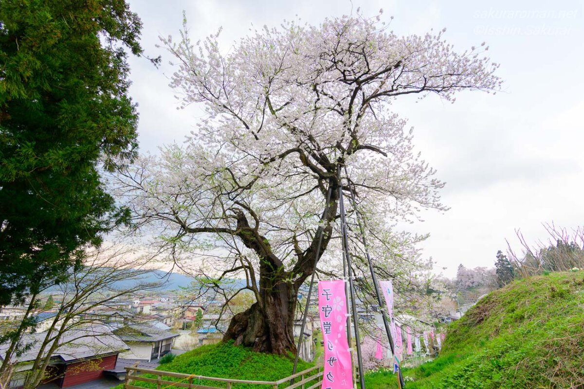 高台から鮎貝の町並みを見下ろす子守堂の桜