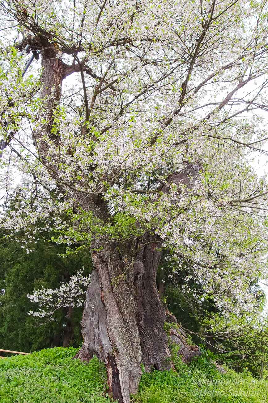 太い幹から大枝を伸ばして花を咲かせる子守堂の桜