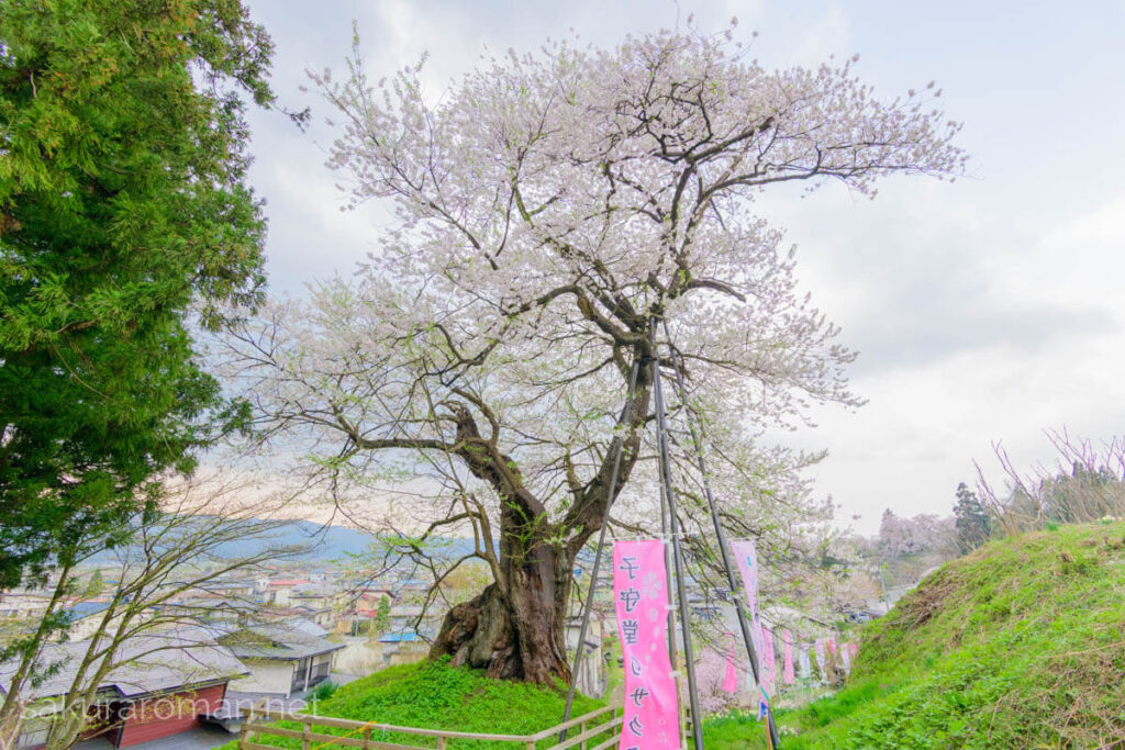 丘の縁に立つ子守堂の桜。苔むした太幹と複数の支柱、満開の白花に包まれた樹冠、手前の柵と幟、遠景の集落まで入った春の風景