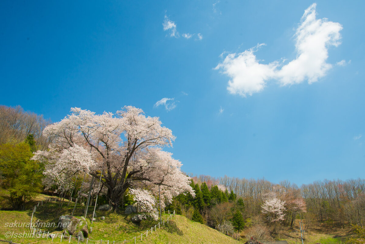 福島県古殿町の山あいに咲く越代の桜と青空、新緑に包まれた春の風景