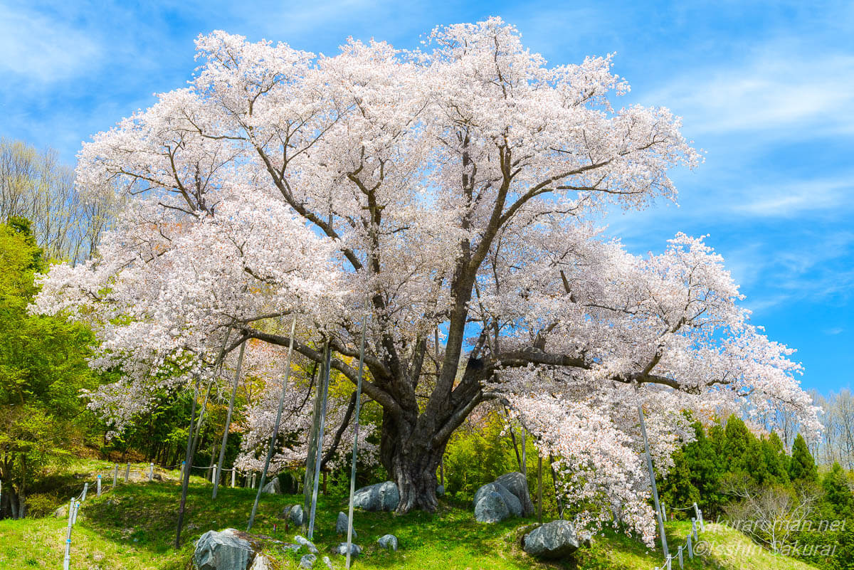 福島県古殿町の越代の桜、満開の花を大きく広げるヤマザクラの巨木