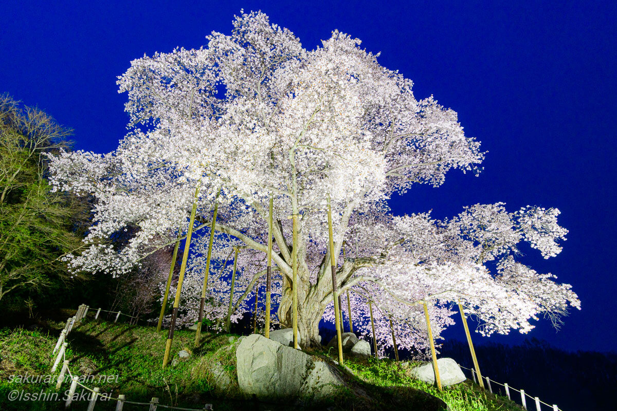 福島県古殿町の越代の桜、夜空に浮かび上がるライトアップされた満開の一本桜