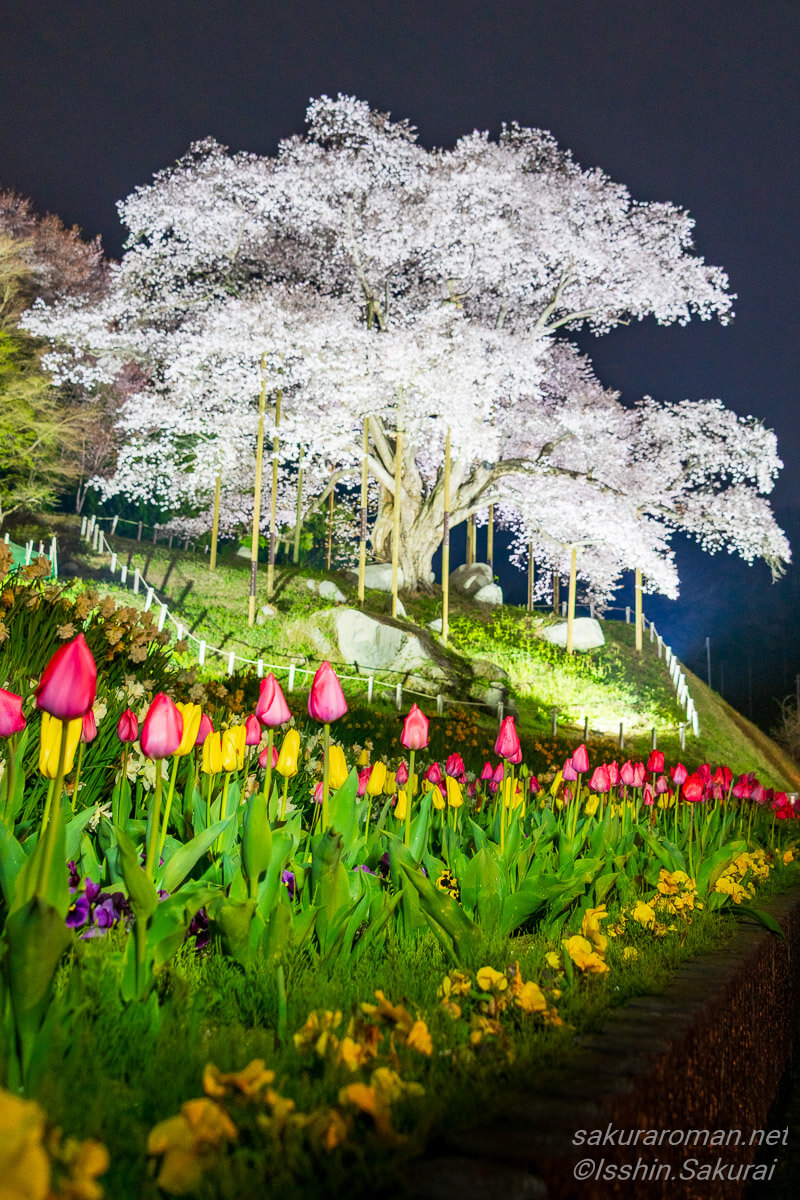 福島県古殿町の越代の桜、ライトアップされた満開の一本桜と手前に咲くチューリップ
