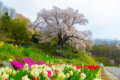 福島県古殿町の越代の桜と、手前に咲くチューリップや春の花々