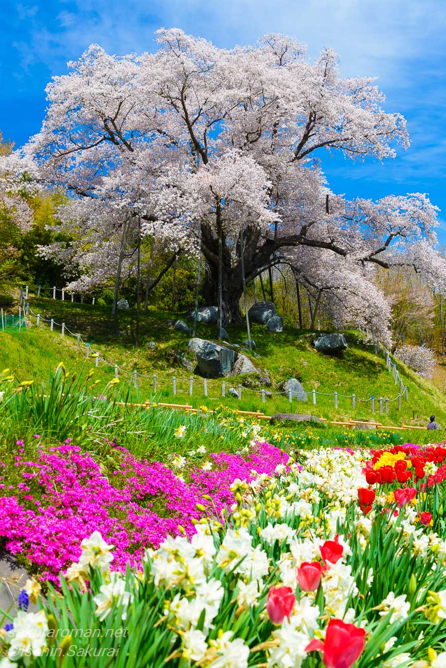 福島県古殿町の越代の桜と、手前に広がるチューリップや春の花々