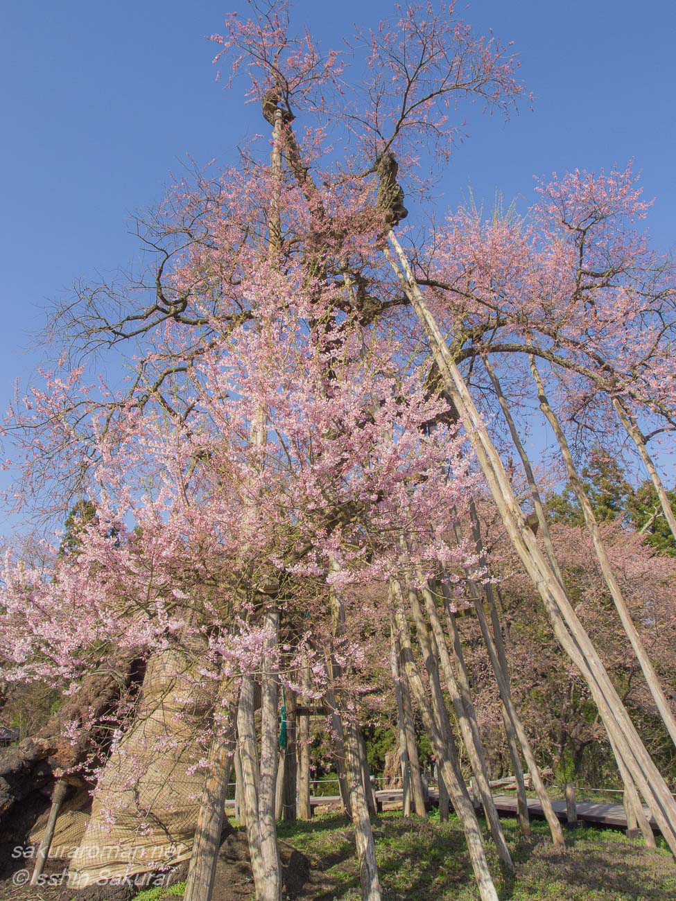 支柱に守られながら淡い桜色の花を咲かせる伊佐沢の久保桜