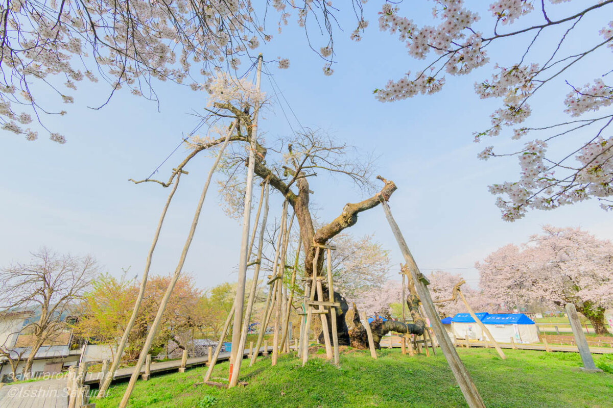周囲の桜が咲く春の風景の中で、古い枝を支柱に支えられながら立つ伊佐沢の久保桜