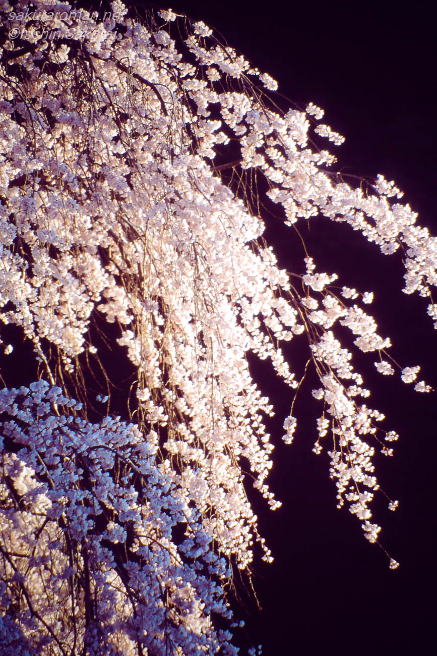 朝日を受けて暗い背景に浮かび上がる久遠寺のしだれ桜
