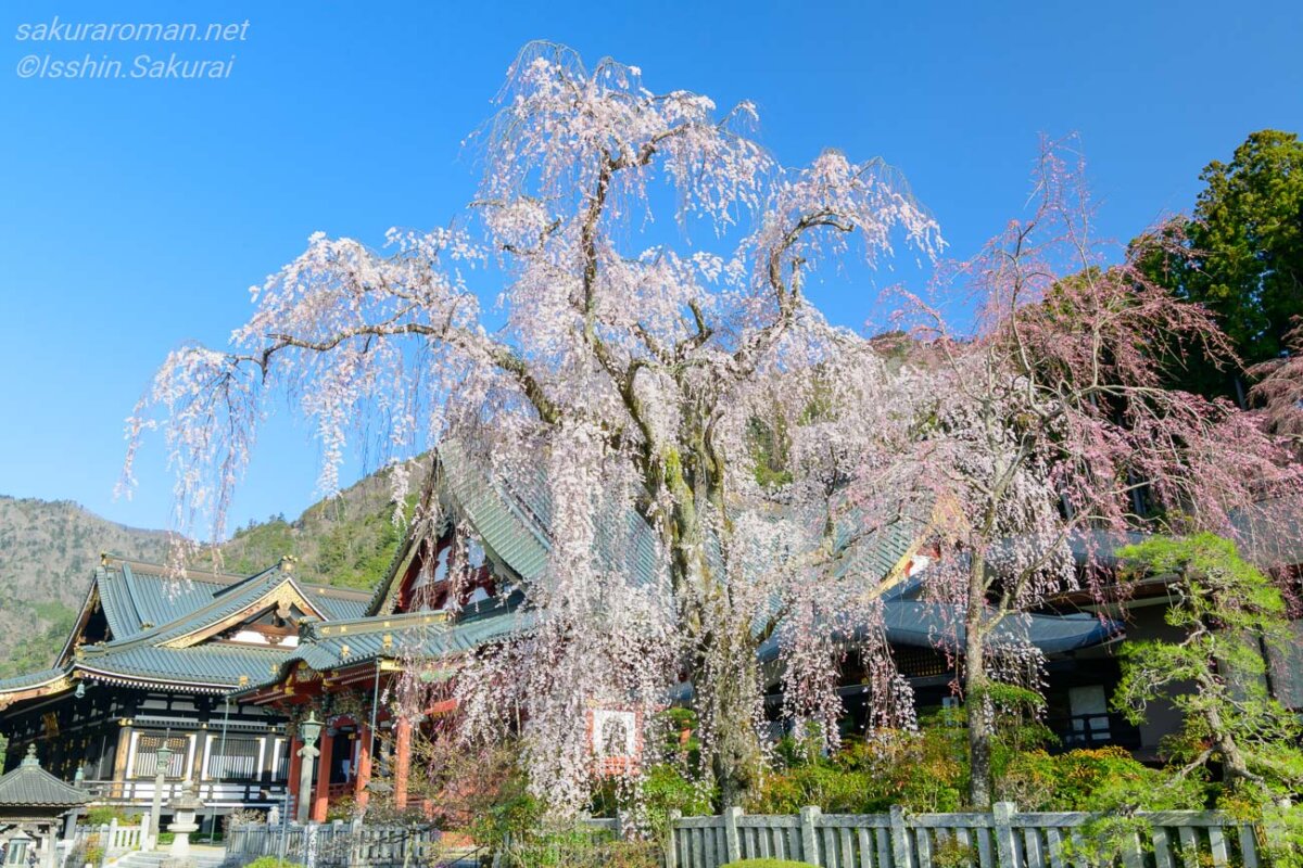 祖師堂の前で満開を迎えた2020年の久遠寺の妙法桜