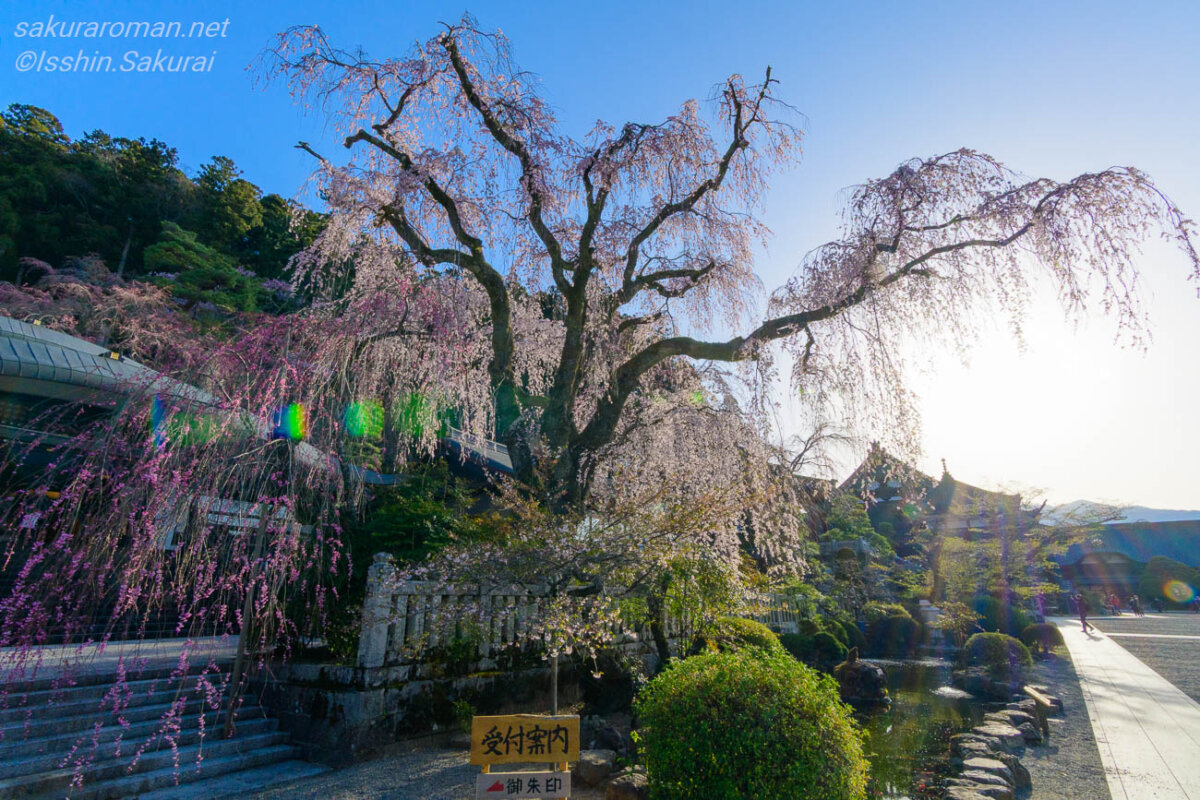 大きく枝ぶりを変えた2020年の久遠寺の妙法桜全景