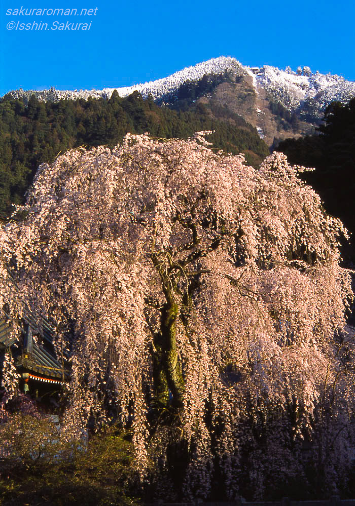 残雪の身延山を背に満開を迎えた久遠寺の妙法桜
