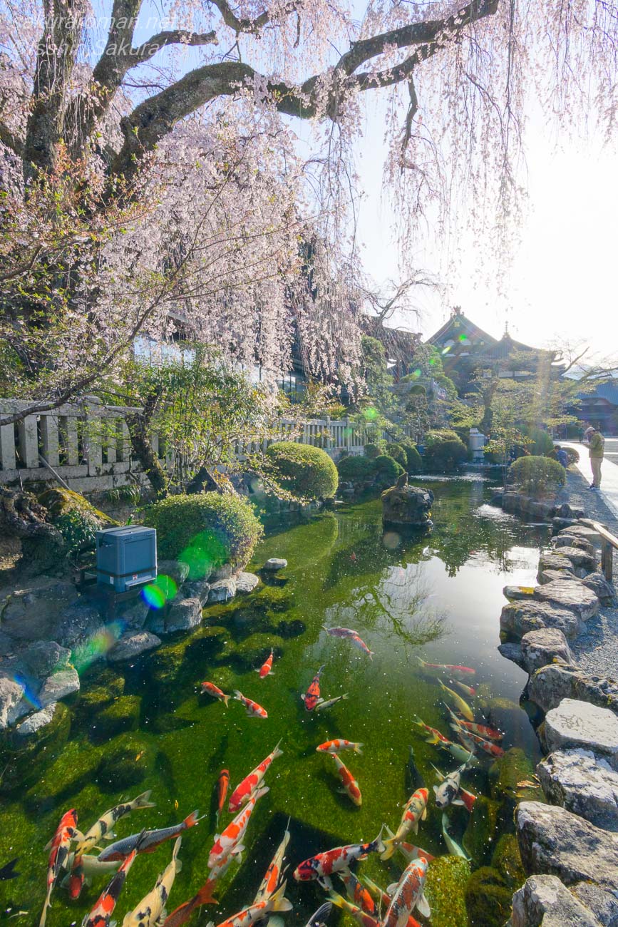しだれ桜の下に広がる池を泳ぐ久遠寺の錦鯉