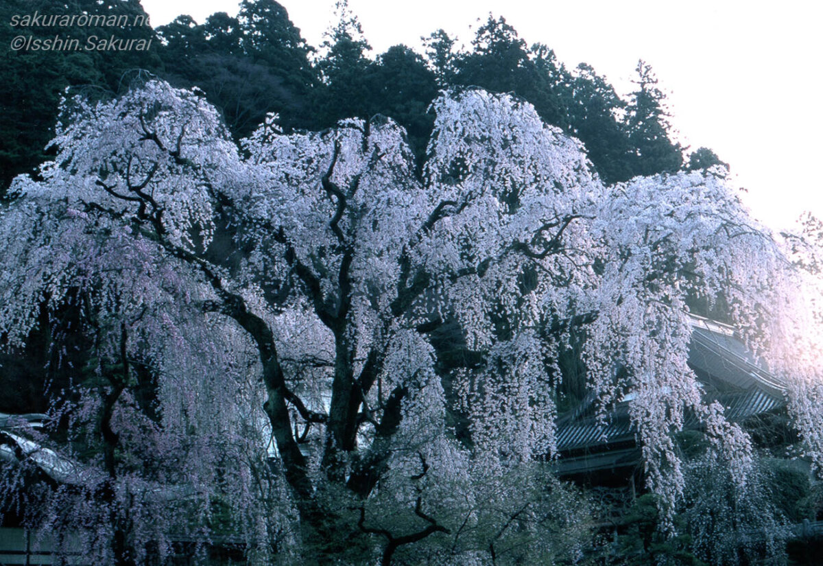 kuonji-yoraku-zakura-2001.jpg