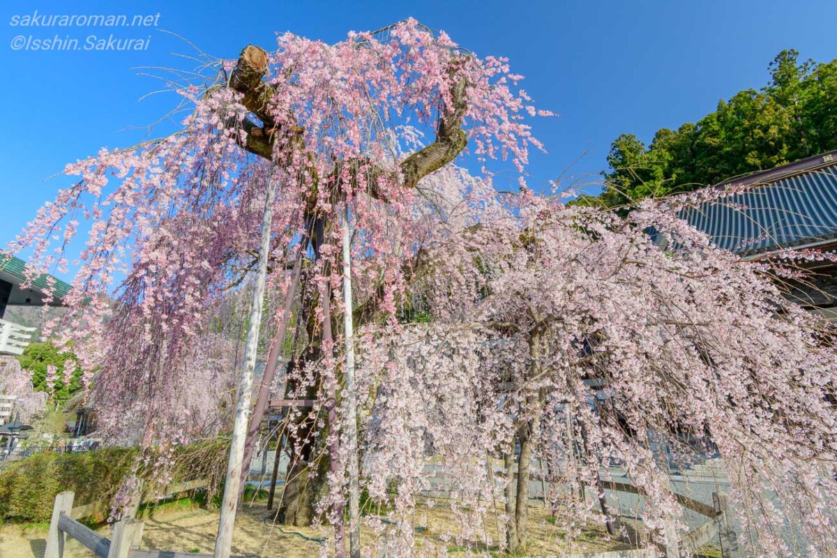 太い枝の切除跡と支柱が見える2020年の久遠寺の瓔珞桜