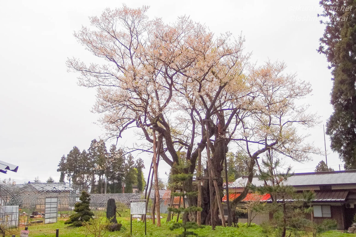 集落の中で支柱に支えられながら大きく枝を広げる草岡の大明神桜