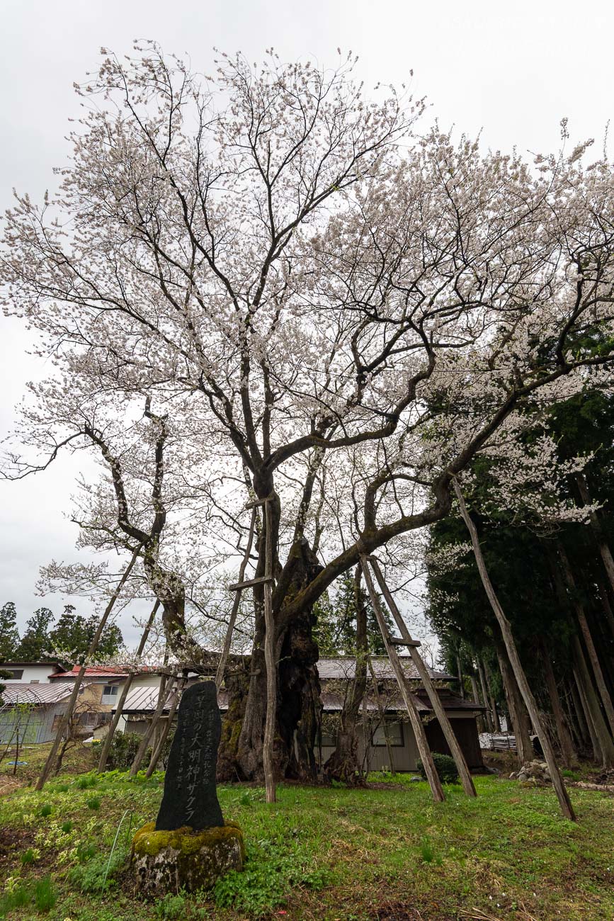 石碑の向こうに花を咲かせる草岡の大明神桜