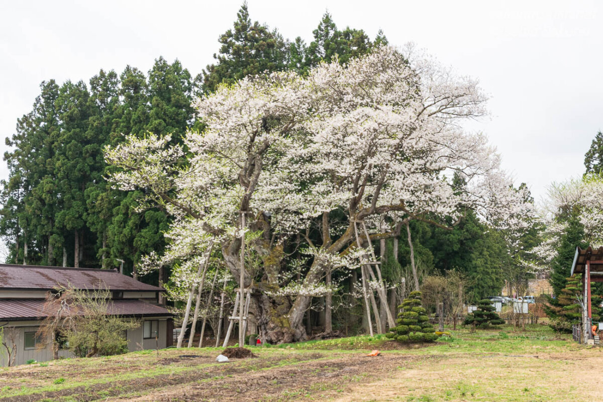畑に囲まれた集落で白い花を咲かせる草岡の大明神桜の全景