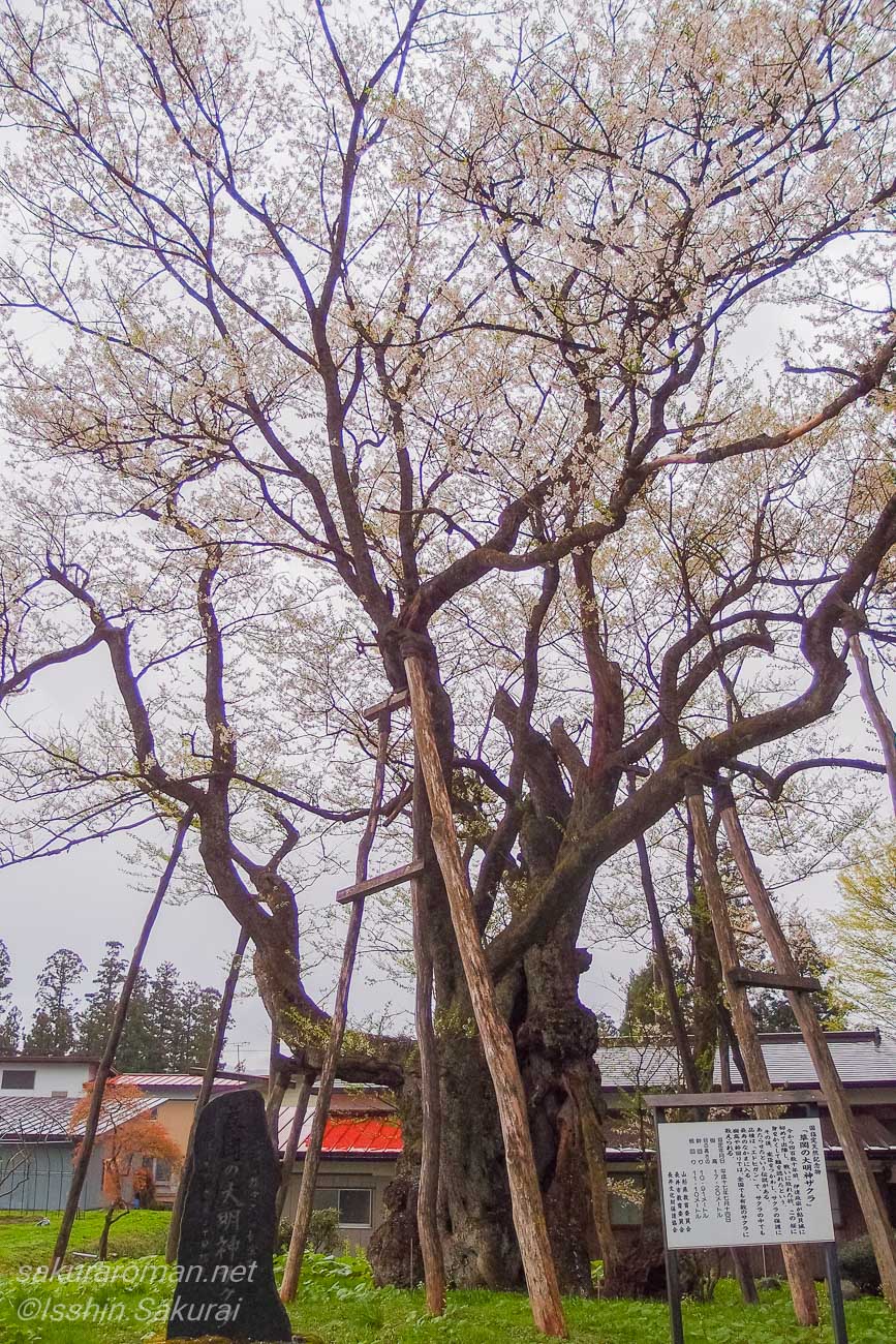 太い幹と複雑に伸びた枝を見上げる草岡の大明神桜