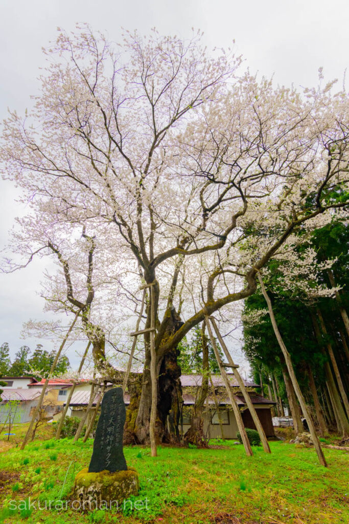 斜め下から見上げた草岡の大明神桜。根元の石碑、苔むした太幹と木製支柱、細かな白花で満ちた樹冠、右手の杉林と曇天まで写る春景