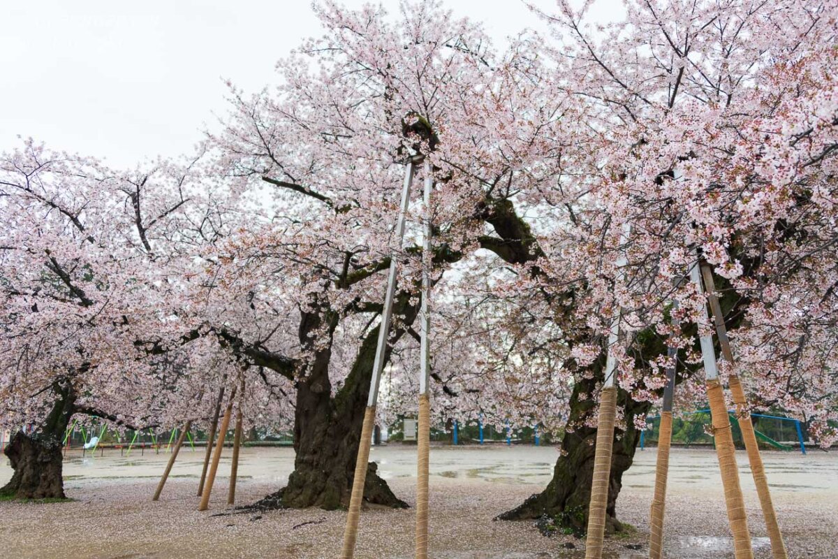 支柱に支えられながら花を咲かせる真鍋の桜の古木