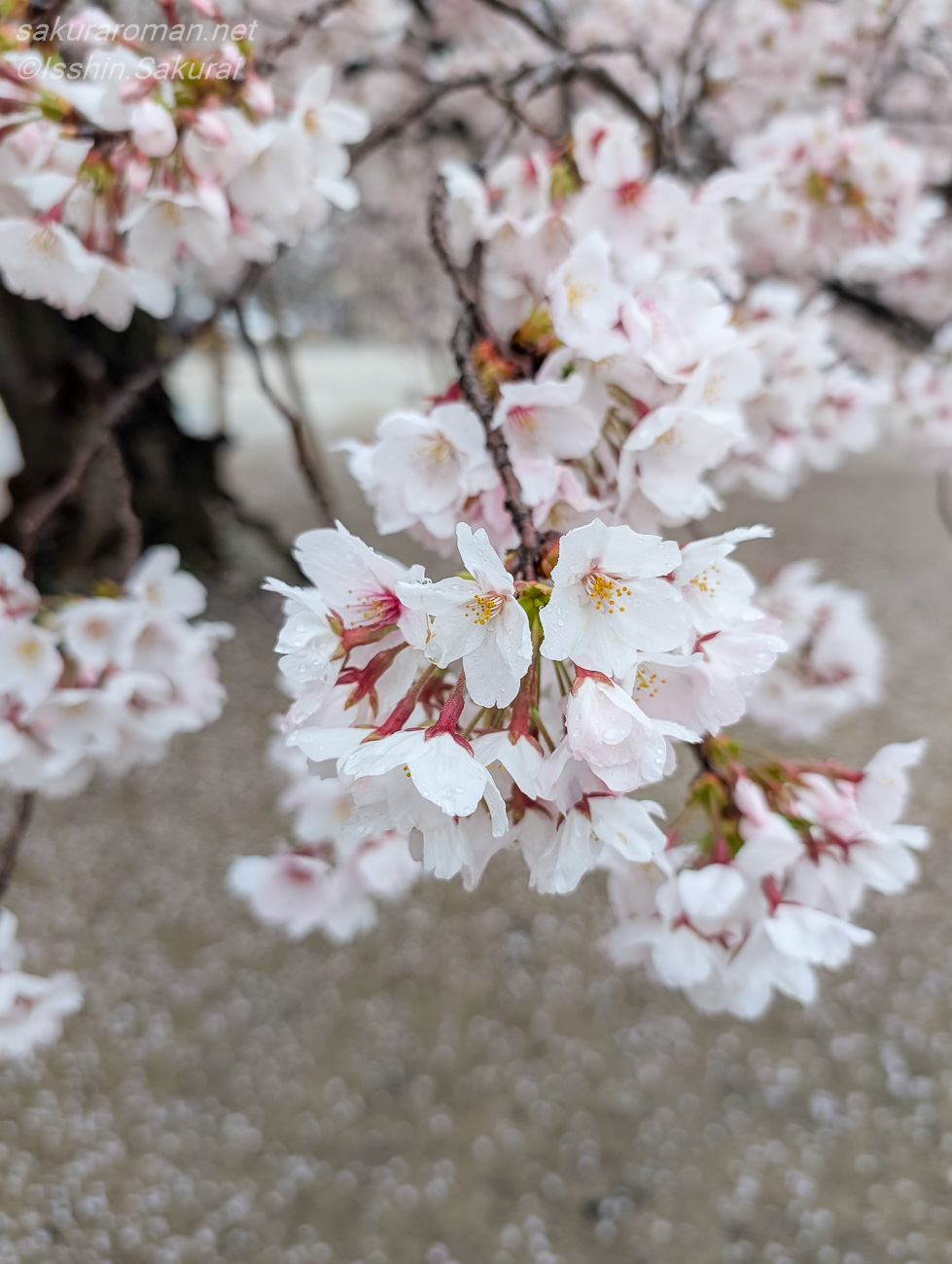 雨粒をまとった真鍋の桜の花びら