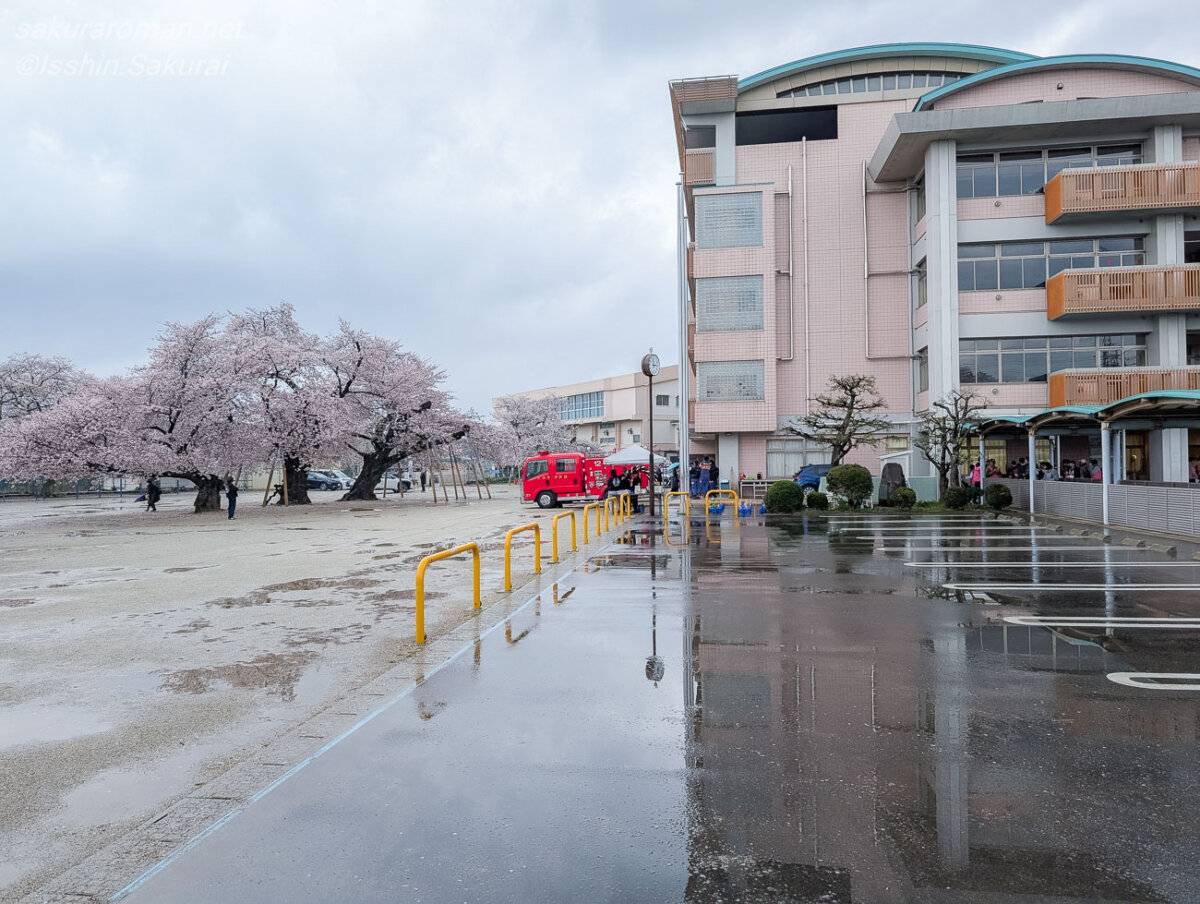 雨上がりの真鍋小学校の校庭に咲く真鍋の桜と校舎