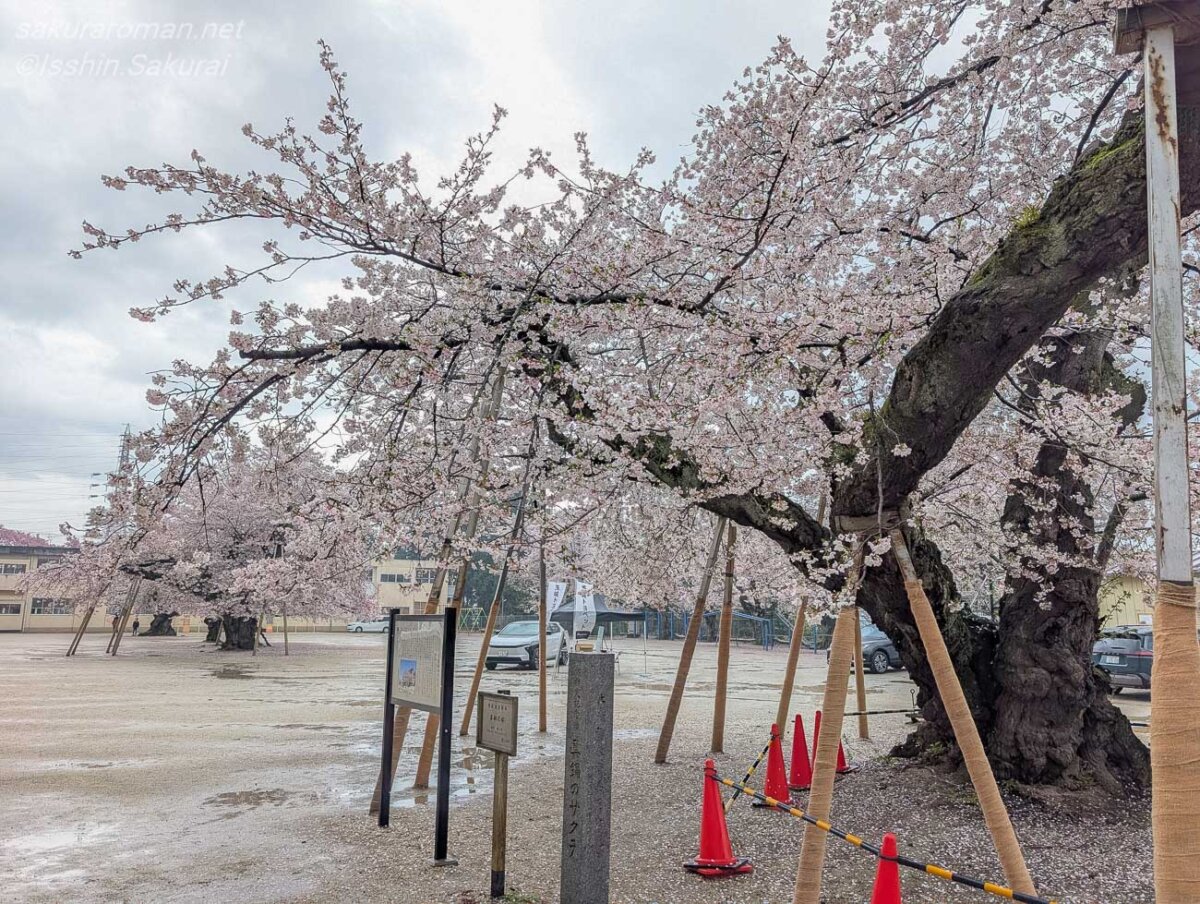 真鍋のサクラの石碑と校庭に広がる満開の桜