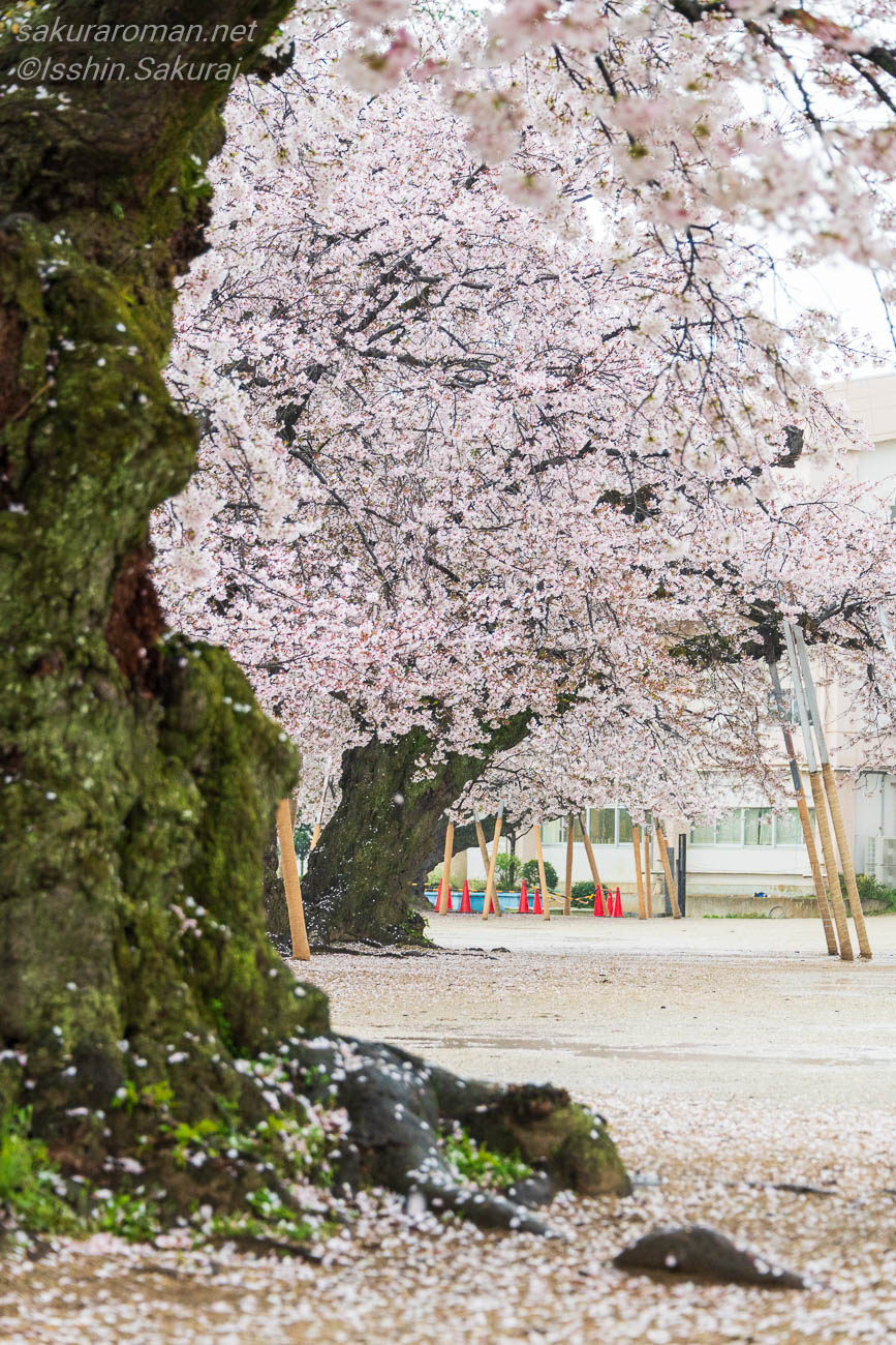 苔むした幹越しに眺める真鍋小学校の桜