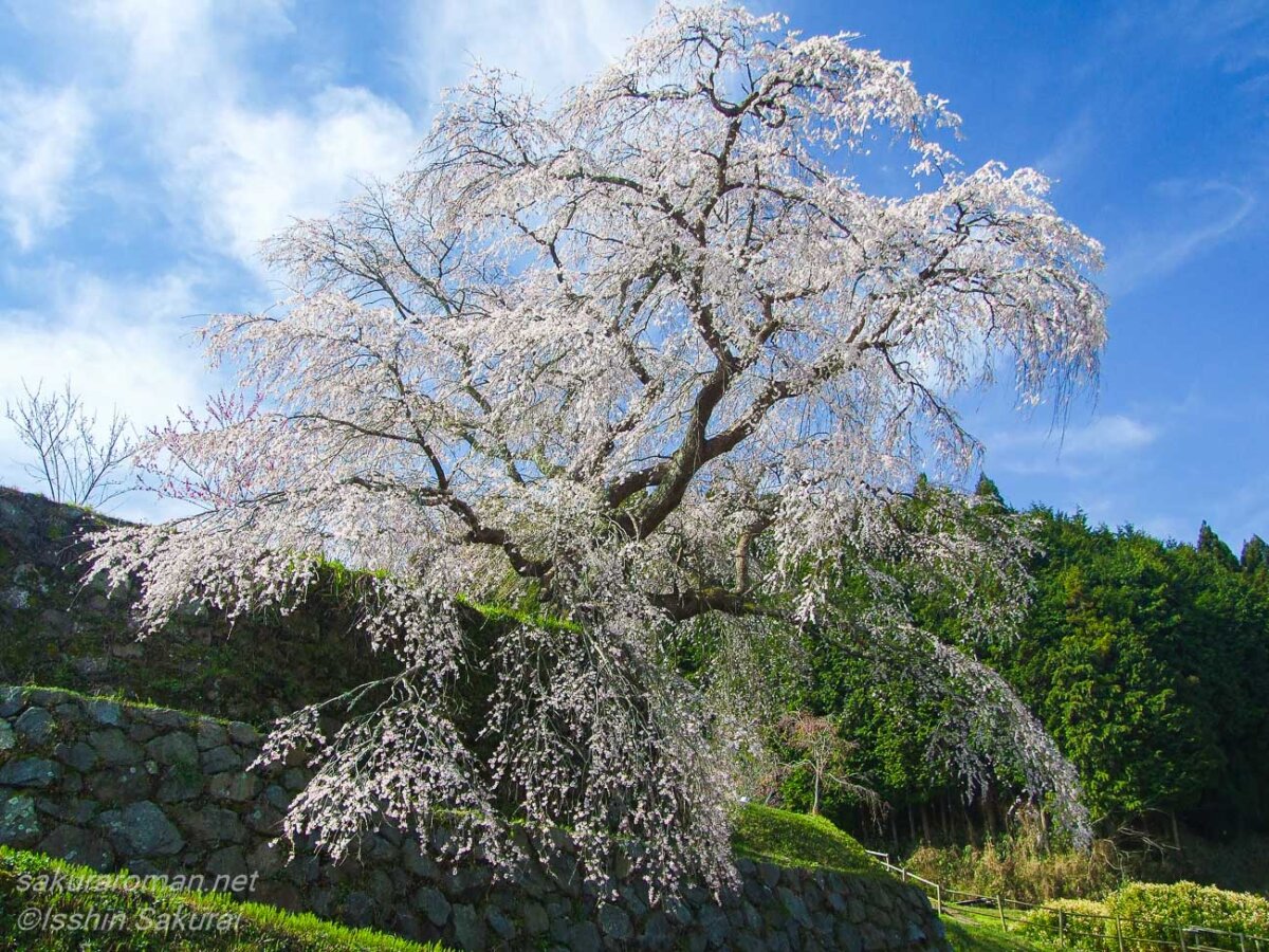 奈良県宇陀市の又兵衛桜。石垣の上で青空に向かって大きく枝を広げる白い枝垂れ桜