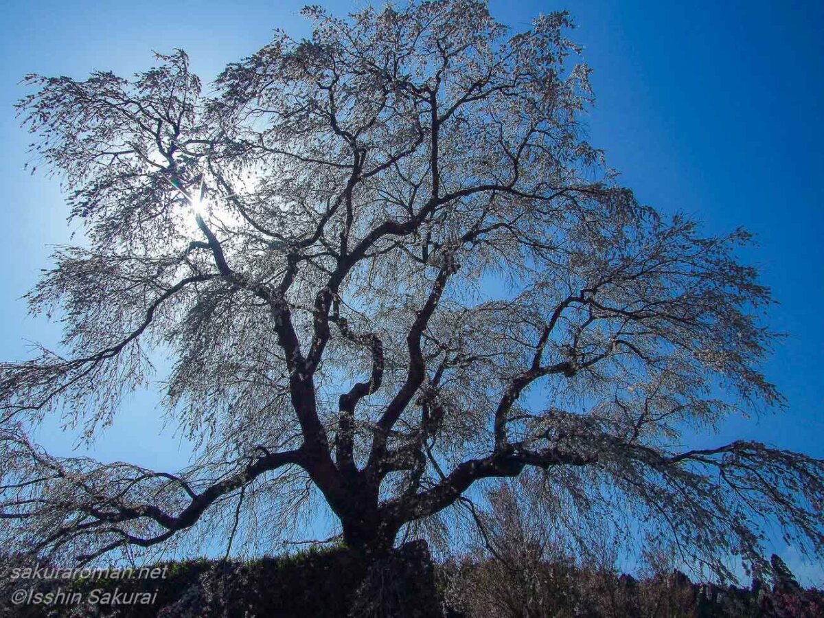 花の美しさだけでなく、太い幹と大きく広がる枝ぶりにも又兵衛桜の存在感がある。