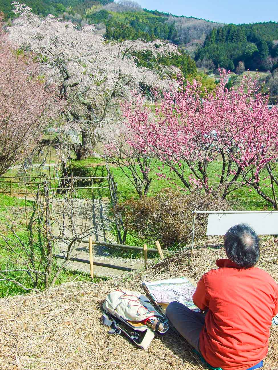 奈良県宇陀市の又兵衛桜と桃の花を眺めながら、春の山里でスケッチをする人