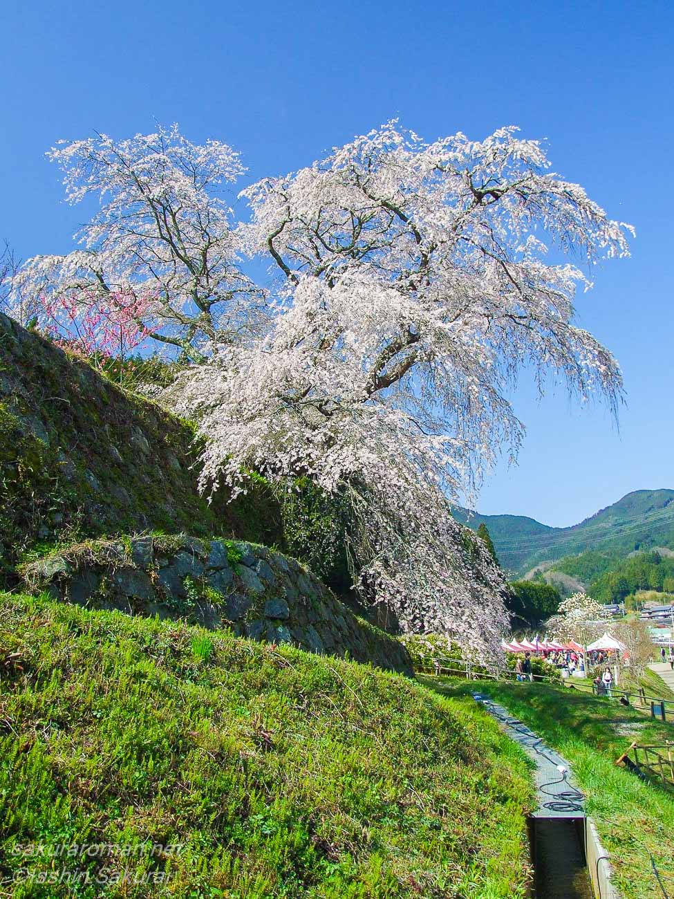 奈良県宇陀市の又兵衛桜。石垣のある斜面に立ち、山里の風景を見下ろすように咲く枝垂れ桜