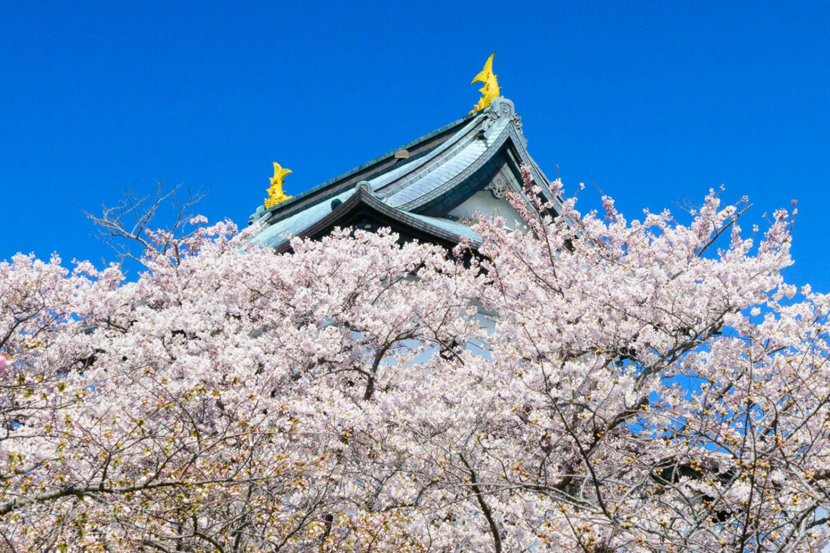 北海道松前町の松前城。満開の桜越しに天守を見上げる