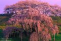 福島県三春町に咲く日本三大桜の一本、滝桜。朝焼けに染まる優雅なしだれ桜の姿