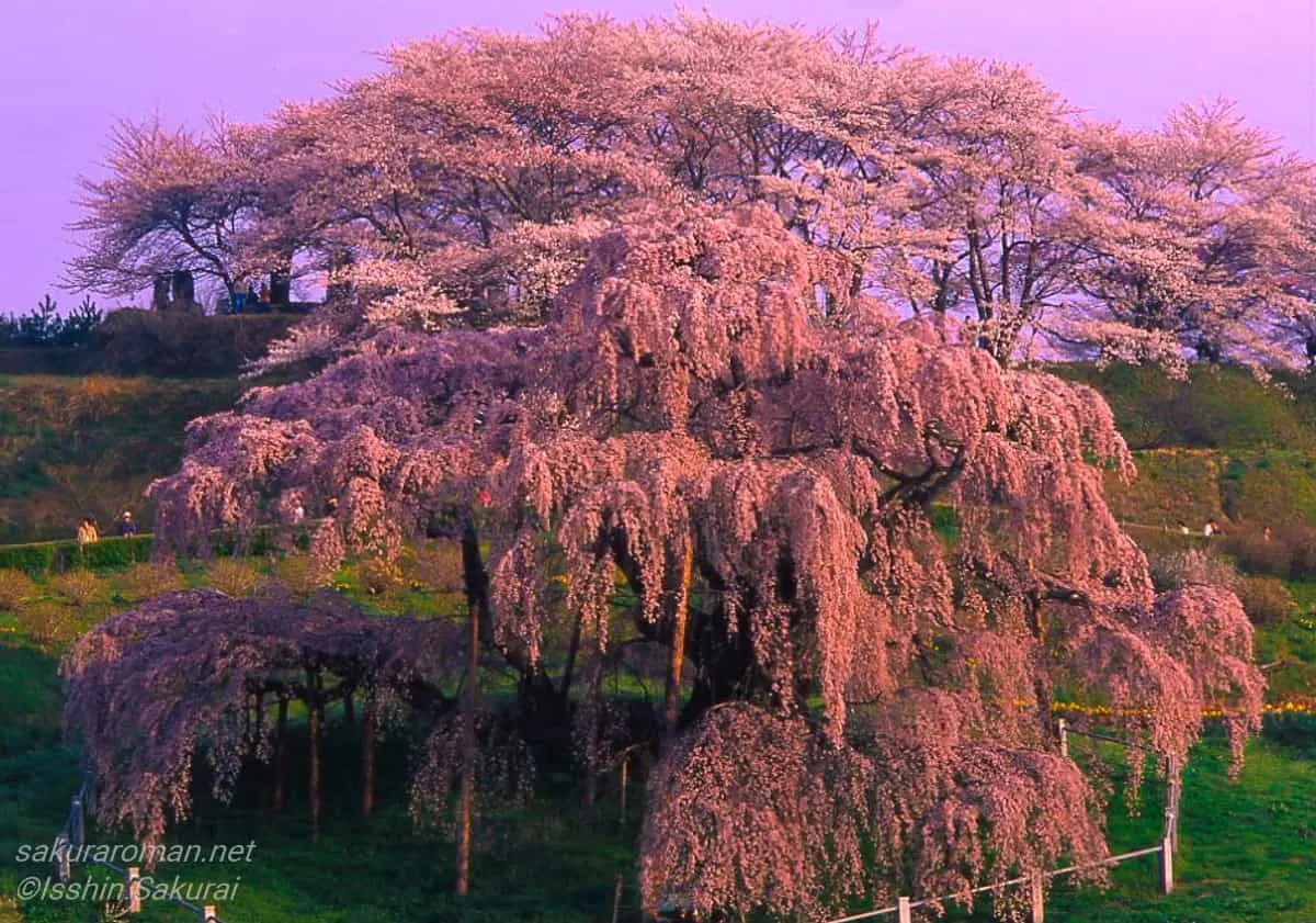 福島県三春町に咲く日本三大桜の一本、滝桜。朝焼けに染まる優雅なしだれ桜の姿